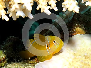 Citron coral goby