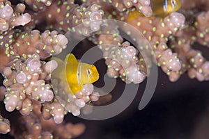 Citron coral goby