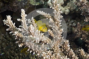 Citron coral goby (gobiodon citrinus)