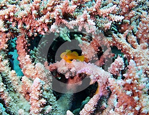 Citron Coral Goby on Stag Acropora Coral