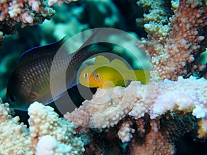 Citron Coral Goby on Stag Acropora Coral