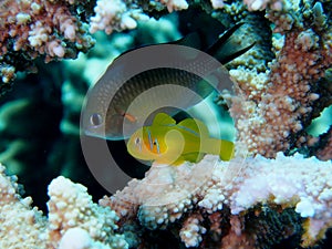 Citron Coral Goby on Stag Acropora Coral