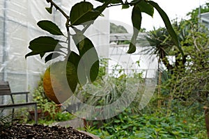 Citron fruit, in Latin called Citrus medica, grown outside in a botanical garden.