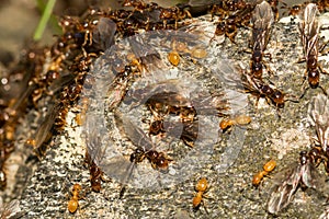 Citronella Ant Swarm- Lasius interjectus