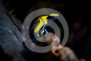 Citronella Dyeing Poison Dart Frog in terrarium