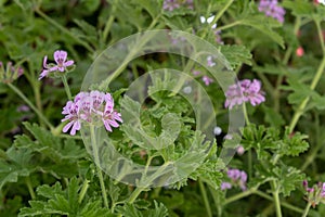 Citronella geranium, Pink bloom mosquito repellent plant background, herb, alternative therapy