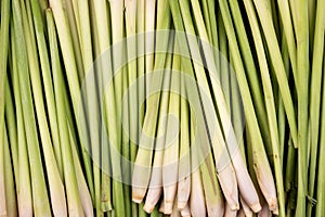 Citronella grass or Cymbopogon nardus ,green leaves on natural b