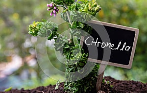 Citronella mosquito repellent plant with pink flower bud and text sign, close up