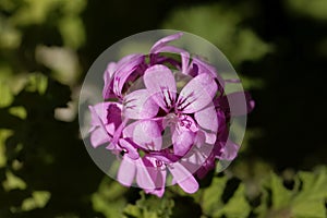 Citronella  pelargonium,  Pelargonium citriodorum