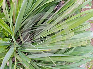 The citronella plant (cymbopogon Nardus) grows in nature. citronella can be used as herbal medicinen