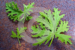 Citronella Plant Mosquito Repellant