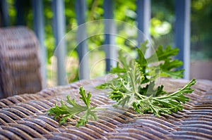 Citronella Plant Mosquito Repellant