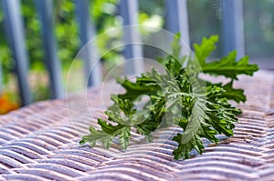 Citronella Plant Mosquito Repellant