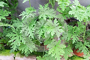 Citronella plant are natural mosquito repellent with it scented nature