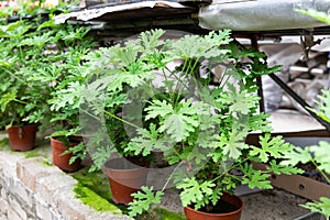 Citronella plant are natural mosquito repellent with it scented nature photo
