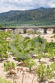 Citrous garden and bridge in dry riverbed photo