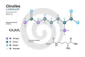 Citrulline. Alpha Amino Acid. Structural Chemical Formula and Molecule 3d Model. C6H13N3O3. Atoms with Color Coding. Vector