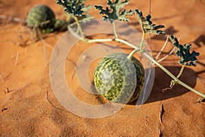 Citrullus colocynthis (colocynth, bitter melon) ripe fruit with stems in the desert.