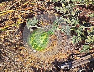 Citrullus colocynthis , Colocynth fruit in desert photo