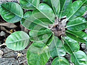 Citrus aurantifolia leaf