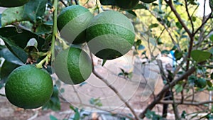 Citrus aurantifolia Swingle Rutaceae synonym
