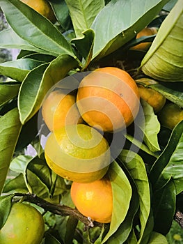 Citrus aurantium. Bitter orange tree. Vertical.