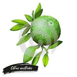 Citrus australis or round lime isolated digital art illustration. Watercolor green lemon, citron detox fruit native to Australia.