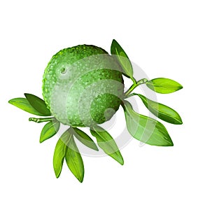 Citrus australis or round lime isolated digital art illustration. Watercolor green lemon, citron detox fruit native to Australia.