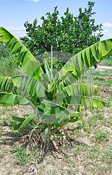 Citrus, banana and corn trees are among the most important characteristics of irrigated agriculture in Kassala city, eastern Sudan photo