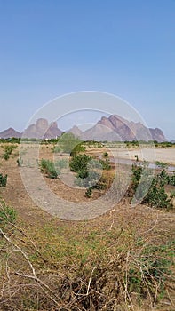 Citrus, banana and corn trees are among the most important characteristics of irrigated agriculture in Kassala city, eastern Sudan photo