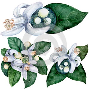 Citrus bigaradiya. medicinal, perfumery and cosmetic plants. Watercolor.