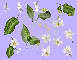 Citrus branches set with flowers and leaves. Flowers of orange,