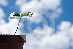 Citrus bud and sky