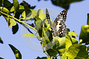 Citrus Butterfly