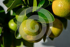 Citrus Calamondin unripe fruits