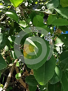 Citrus canker on citrus causes by bacteria