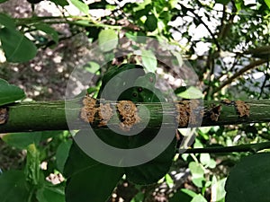 Citrus canker on citrus causes by bacteria