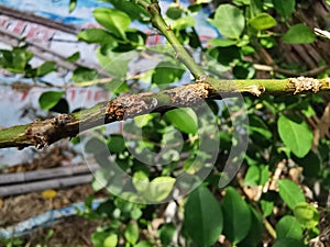 Citrus canker on citrus causes by bacteria