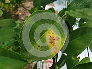 Citrus canker on citrus causes by bacteria