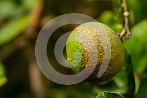 Citrus canker it is a disease affecting Citrus species