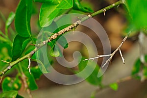 Citrus canker on a lime leaf is damage caused by low-quality of fruit