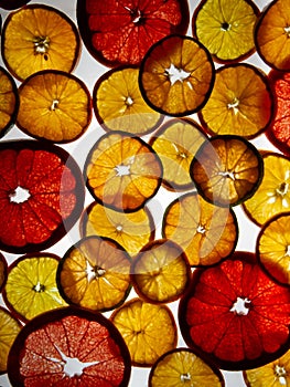 Citrus circles on a gleam on a white background