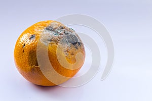 Citrus covered with mold. Rotten mandarin on a white background. A spoiled fruit. Copy space. Close-up.