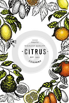 Citrus design template. Hand drawn vector color fruit illustration. Engraved style banner. Vintage citrus frame