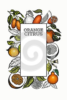 Citrus design template. Hand drawn vector colour fruit illustration. Engraved style banner. Vintage citrus frame