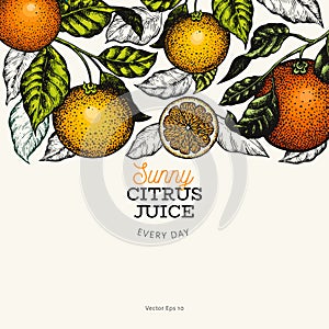 Citrus design templete. Hand drawn vector colour fruit illustration on dark background. Engraved style banner. Vintage citrus