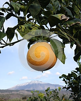 Citrus of Etna