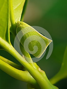 citrus flatid plant hopper injure on citrus leaf in Viet Nam