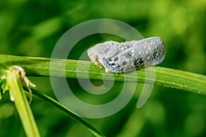 Citrus flatid planthopper - Metcalfa pruinosa