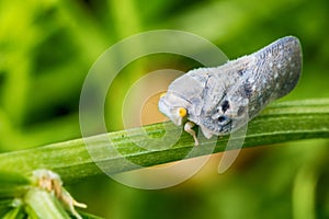 Citrus flatid planthopper - Metcalfa pruinosa